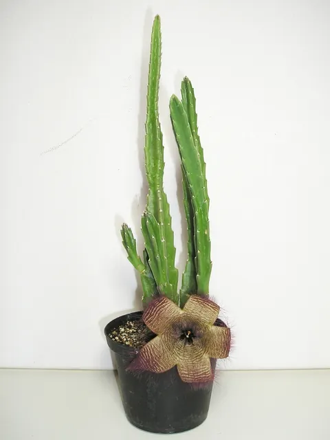 Stapelia hirsuta — port de la plante