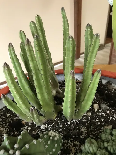 Stapelia leendertziae — port de la plante