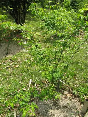 Staphylea bumalda — port de la plante