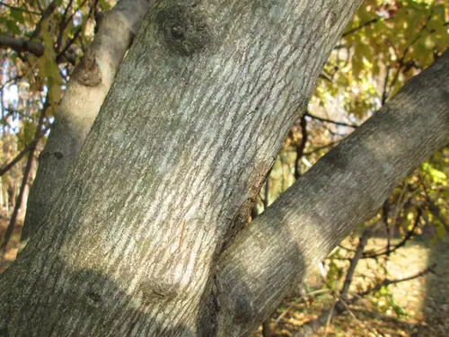 Staphylea japonica — photographie botanique