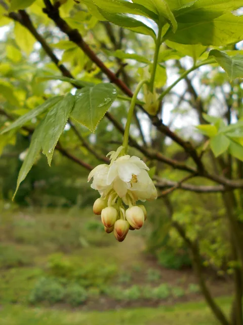 Staphylea pinnata — port de la plante