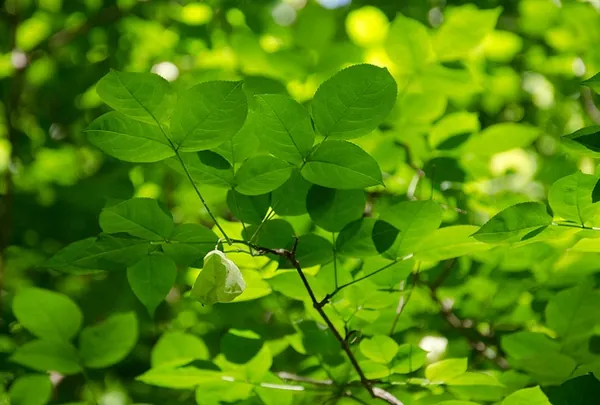 Staphylea trifolia — photographie botanique