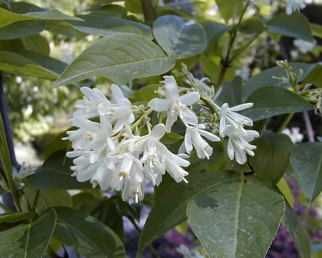 Staphylea × elegans — floraison