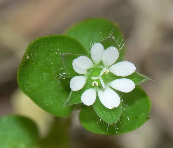 Stellaria media — photographie botanique