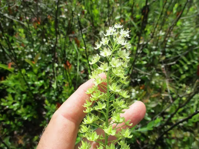 Stenanthium densum — floraison