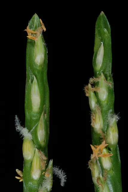 Stenotaphrum secundatum — floraison