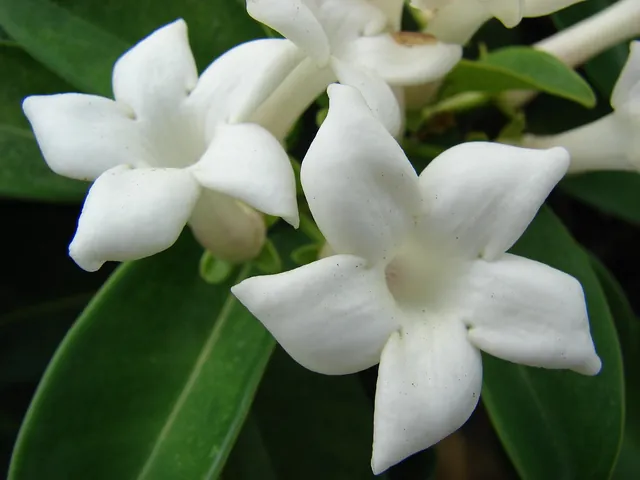 Stephanotis floribunda — floraison
