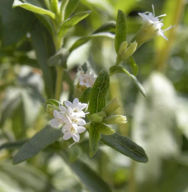 Stevia rebaudiana — floraison