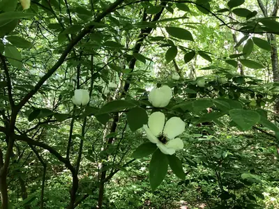 Stewartia malacodendron — floraison