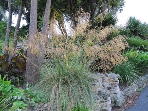 Stipe géante — Celtica gigantea