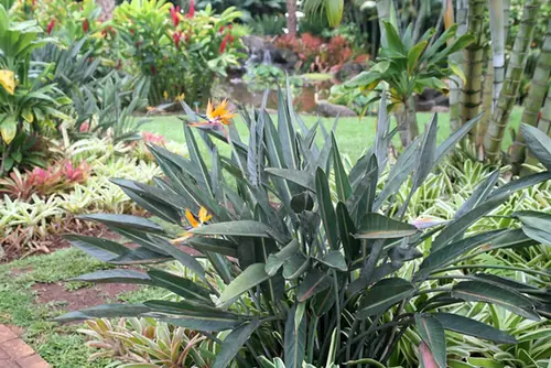 Strelitzia reginae — port de la plante