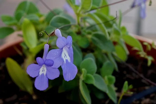 Streptocarpus saxorum — floraison