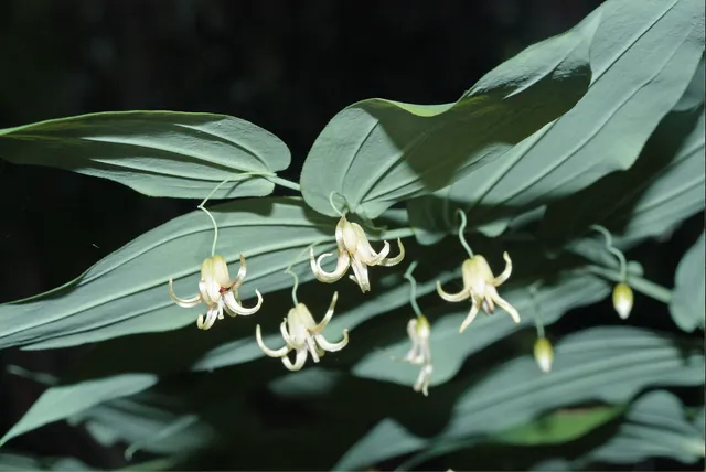 Streptopus amplexifolius — floraison