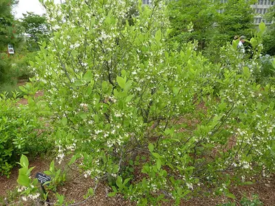 Styrax americanus — port de la plante