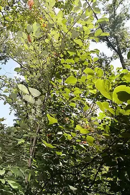 Styrax grandifolius — port de la plante