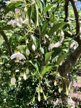 Styrax japonicus — floraison