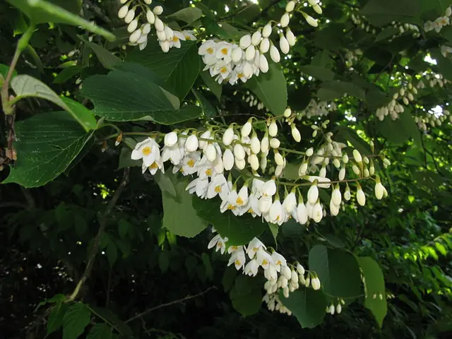 Styrax obassia — floraison
