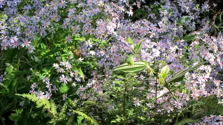 Symphyotrichum cordifolium — port de la plante