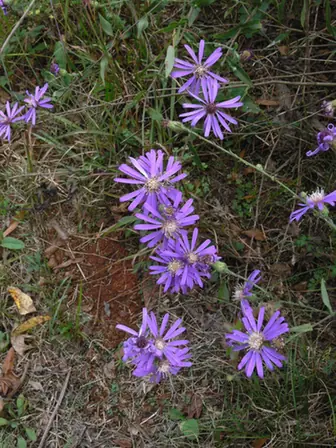Symphyotrichum georgianum — floraison
