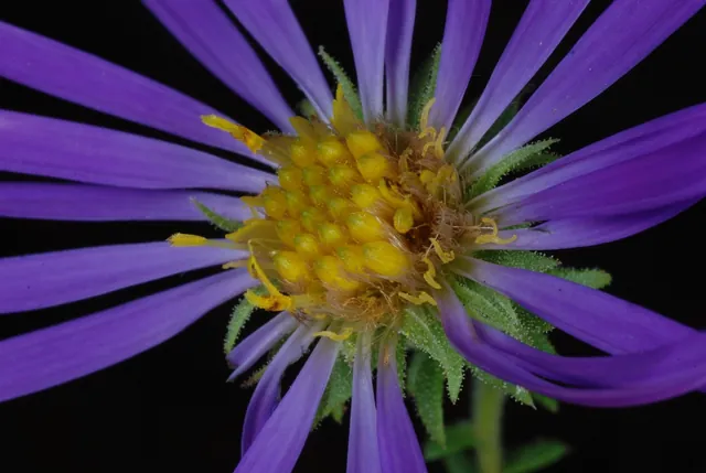 Symphyotrichum grandiflorum — floraison