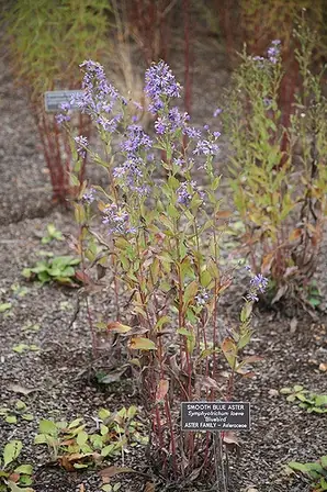 Symphyotrichum laeve — port de la plante
