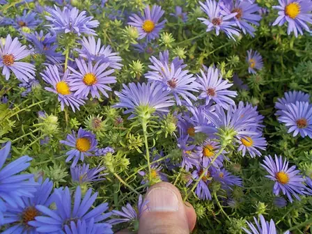 Symphyotrichum oblongifolium — floraison