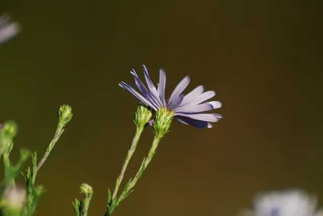 Symphyotrichum oolentangiense — floraison
