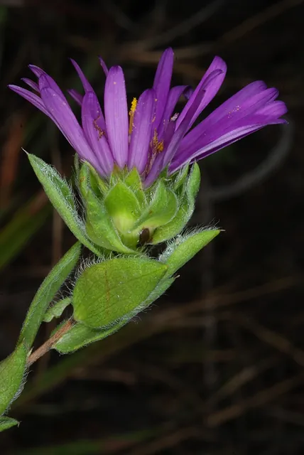 Symphyotrichum pratense — floraison
