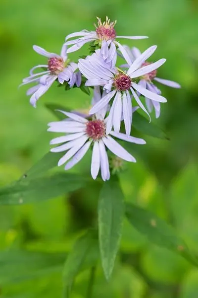 Symphyotrichum retroflexum — floraison
