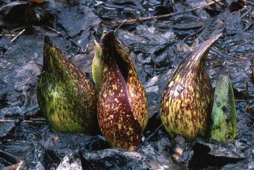 Symplocarpus foetidus — floraison