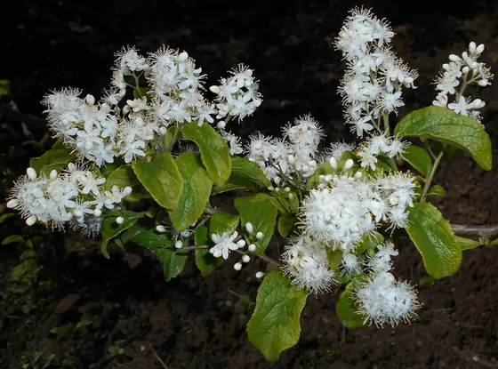 Symplocos paniculata — floraison