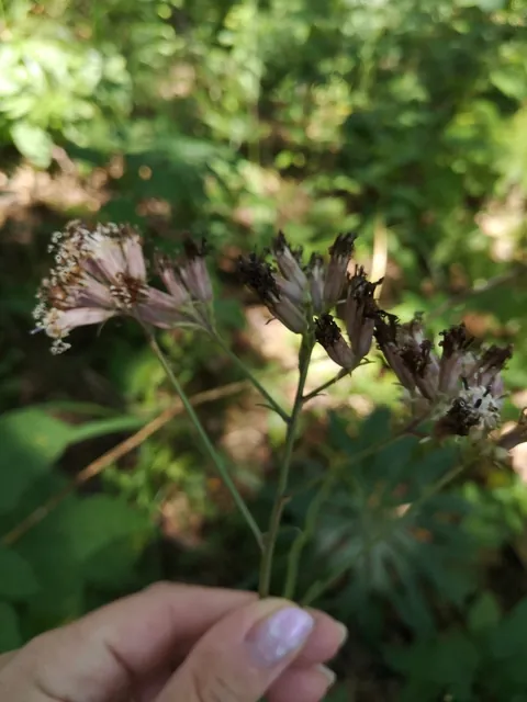 Syneilesis aconitifolia — floraison