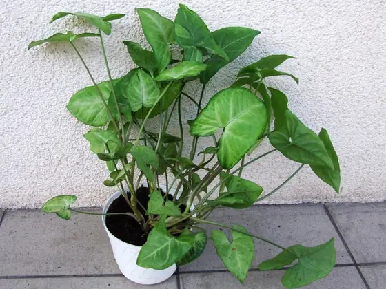Syngonium podophyllum — port de la plante