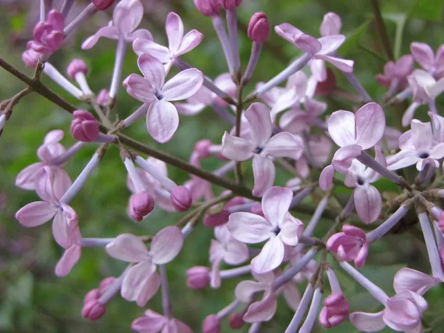 Syringa oblata — floraison