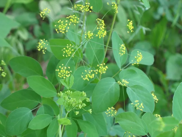 Taenidia montana — floraison