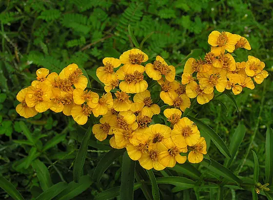 Tagetes lucida — floraison