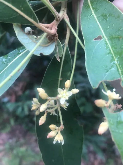 Tamala palustris — photographie botanique