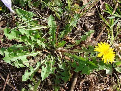 Taraxacum officinale — floraison