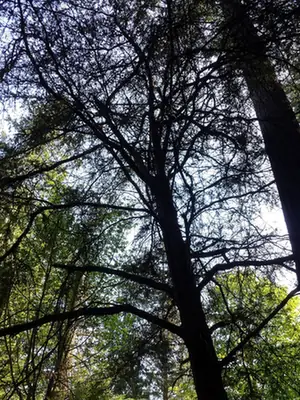 Taxus brevifolia — port de la plante