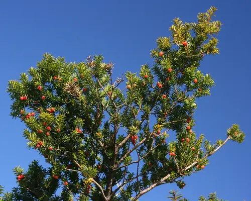 Taxus cuspidata — port de la plante
