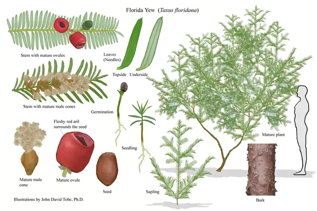 Taxus floridana — photographie botanique