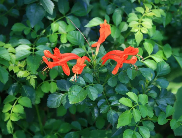 Tecomaria capensis — floraison