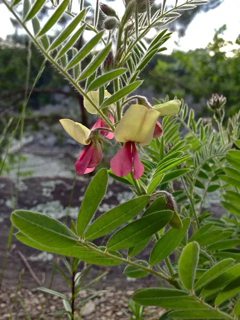 Tephrosia virginiana — floraison