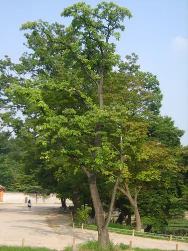 Tetradium daniellii — port de la plante