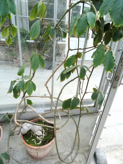 Tetrastigma voinierianum — port de la plante