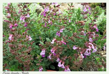 Teucrium chamaedrys — port de la plante