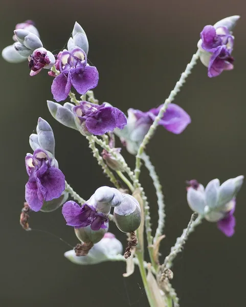 Thalia dealbata — floraison