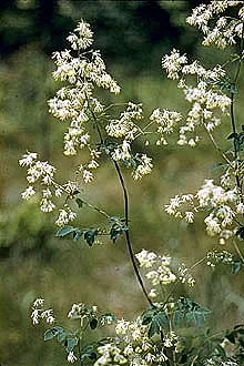 Thalictrum amphibolum — floraison