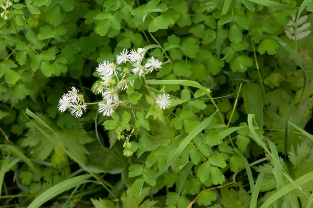 Thalictrum aquilegiifolium — floraison