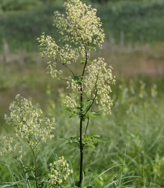 Thalictrum dasycarpum — floraison